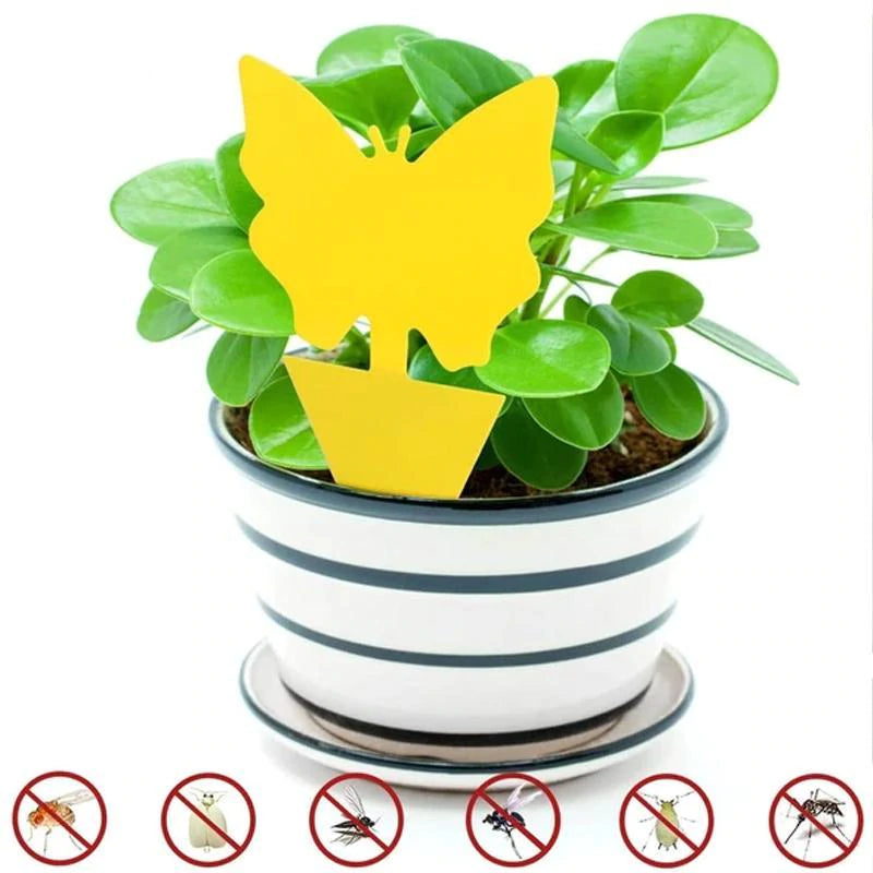 Sticky Trap, Fruit Fly Fungus Gnat【3 Day Delivery&Cash on delivery-HOT SALE-45%OFF🔥】
